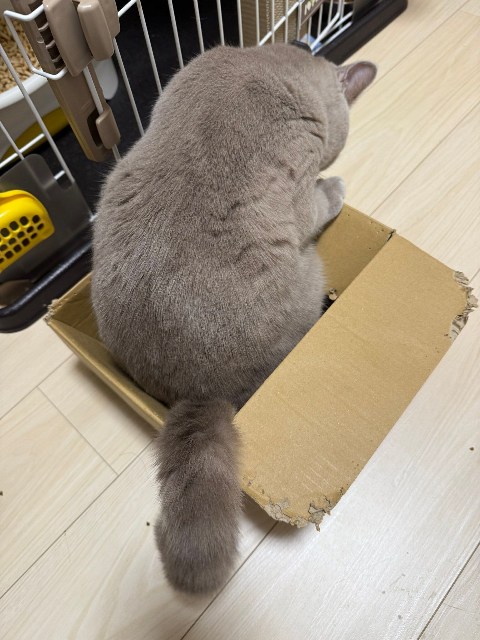 生後9カ月のブリティッシュショートヘア