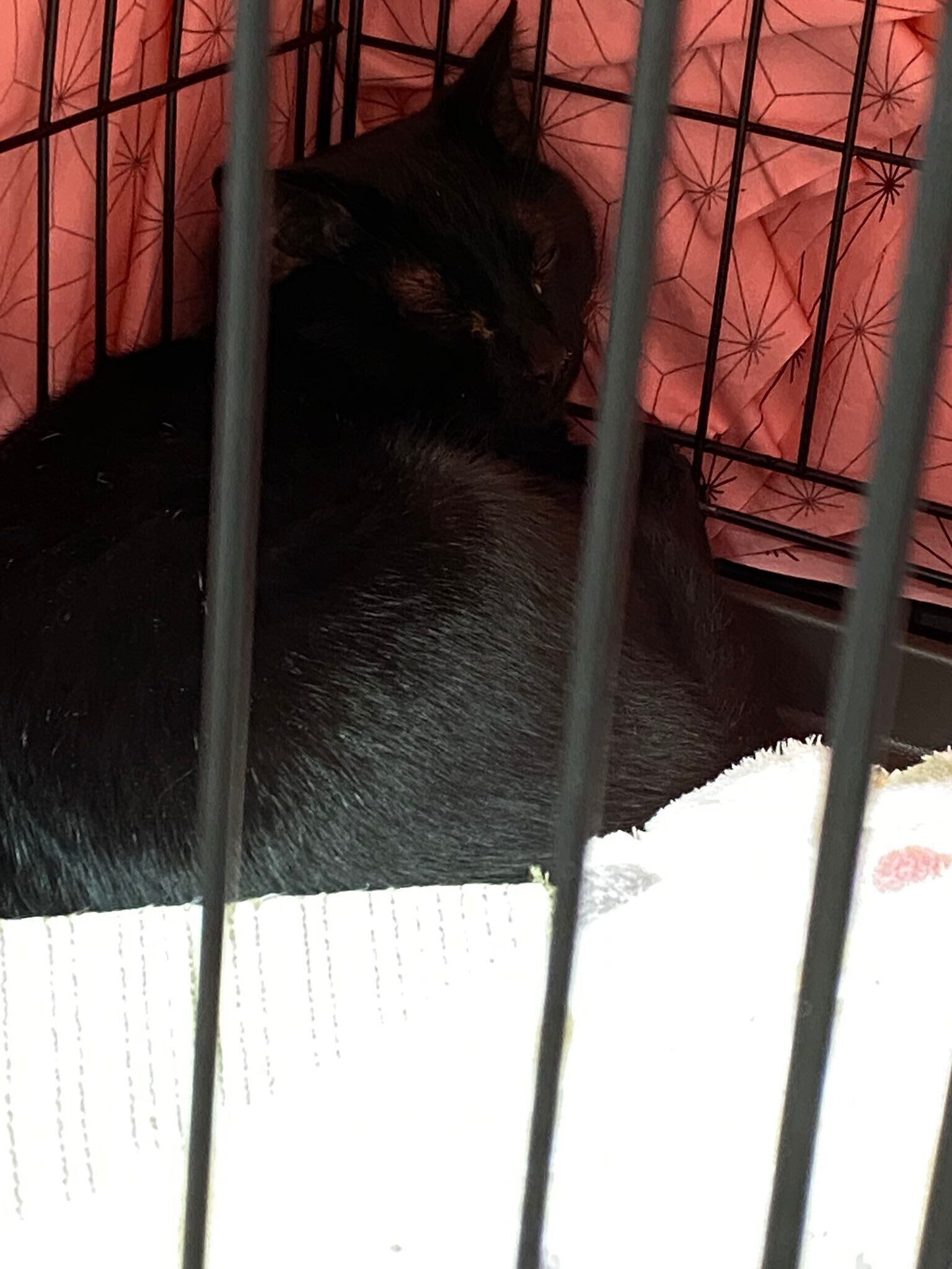 ケージの端でうずくまっていたけとしくん