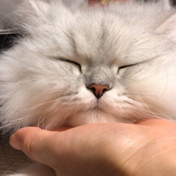 顎を撫でられて気持ちよさそうなペルシャ