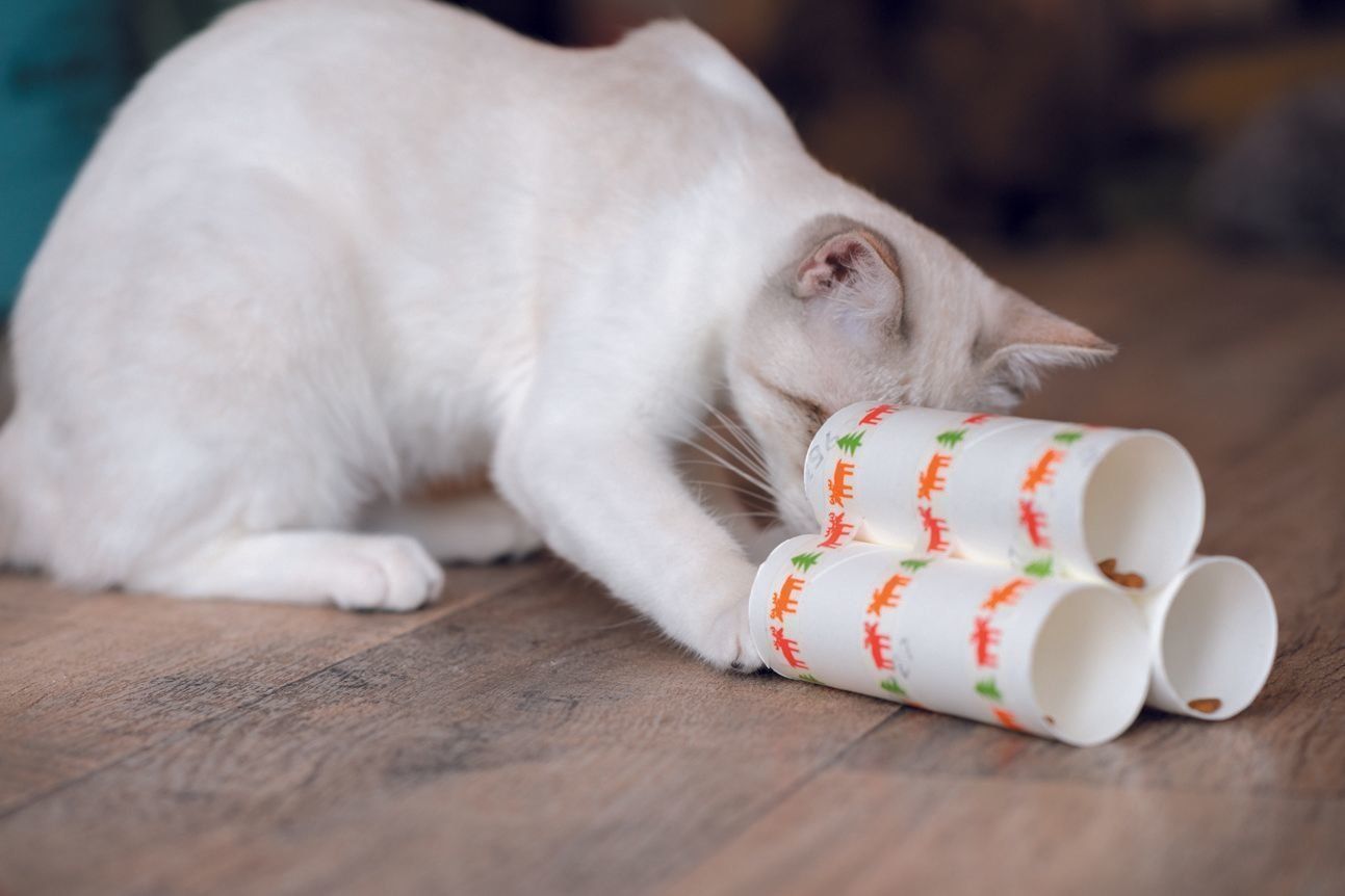 撮影／石原さくら