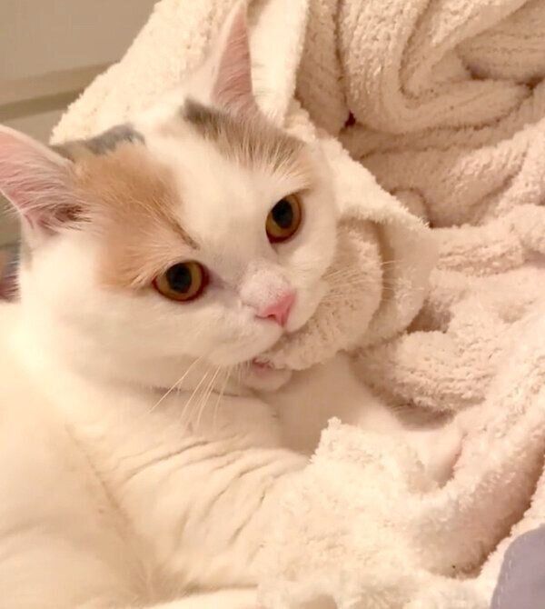 カミカミ&フミフミするしらすちゃん