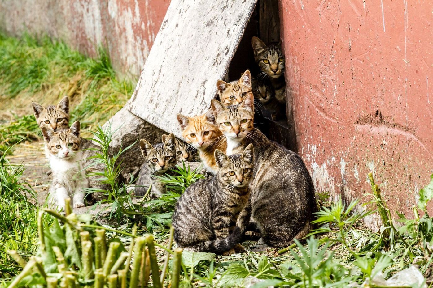 野良猫は人に飼われて幸せになる 寿命から考えてみた ねこのきもちweb Magazine 野良猫は人に飼われて幸せになる 寿命から考えてみた ねこのきもちweb Magazine