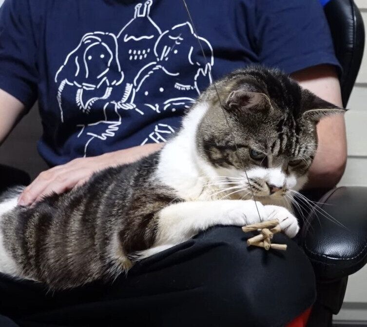 猫　リキちゃん