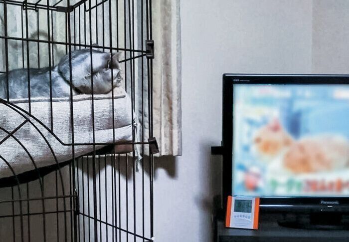 テレビに映る猫を見るずんだくん