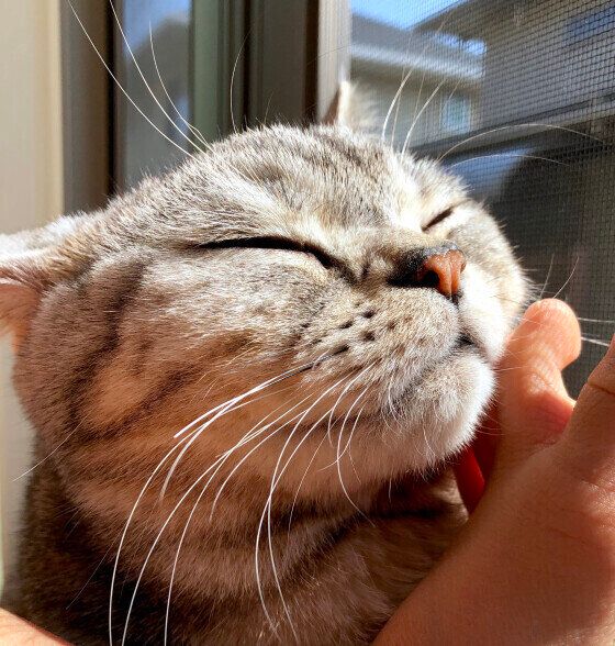 アメリカンショートヘアのとらじろうくん