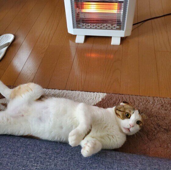 ストーブの前で寝転がるもなかちゃん（MIX）