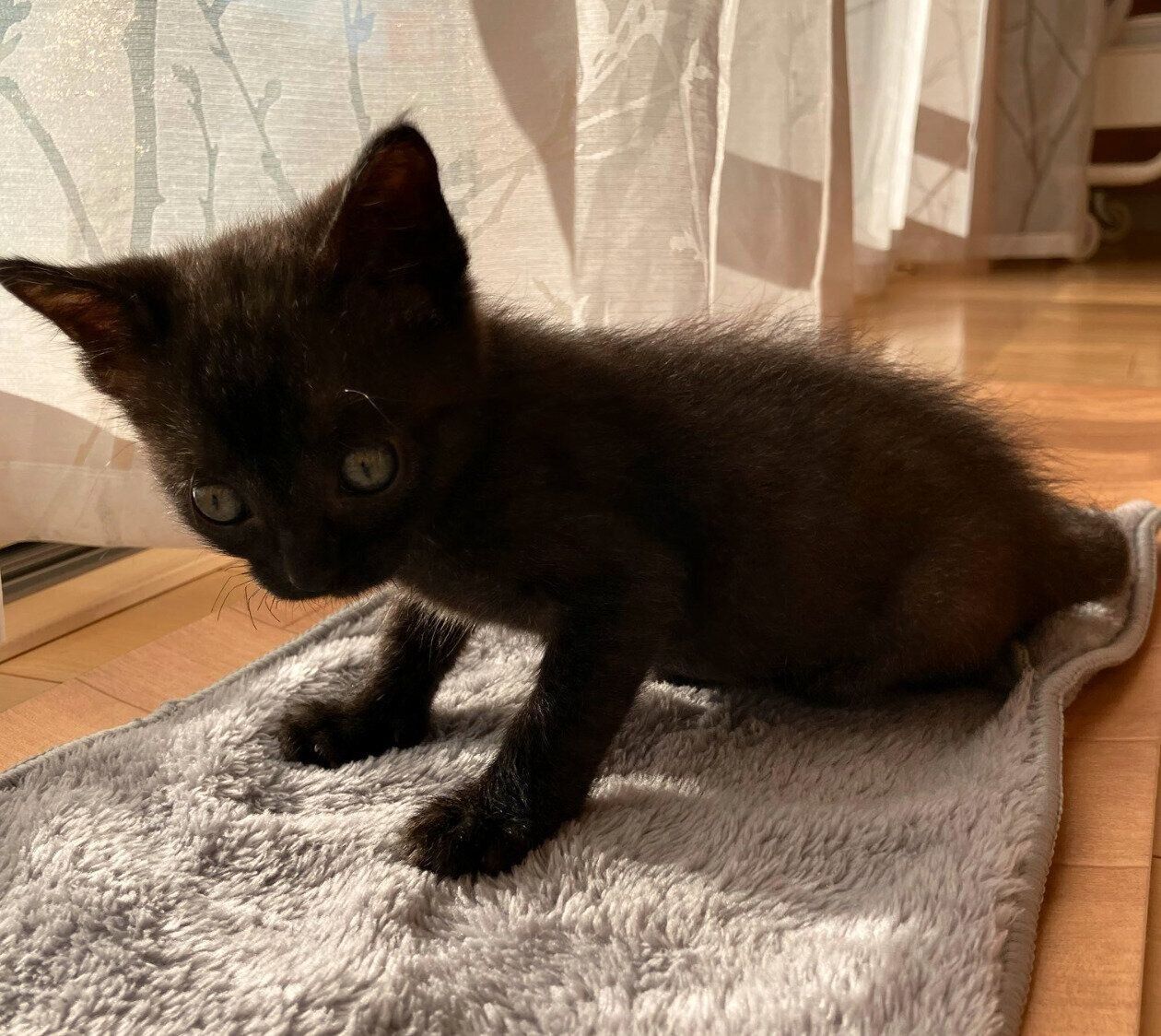 お迎えして3日目のるなちゃん