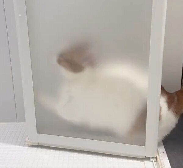 入る隙間を間違えるもち丸くん