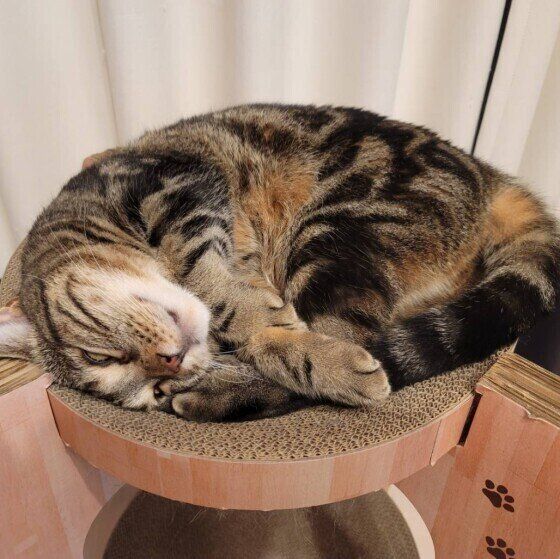 アメリカンショートヘアの笹かまくん