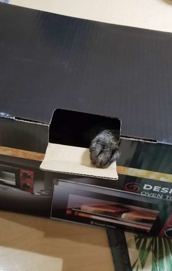 ぎんじくんのかくれんぼ