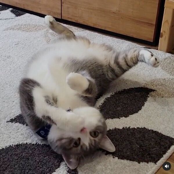 毛づくろいするシオくん