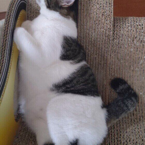 爪とぎに乗るMIXの男の子