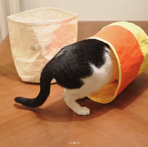 箱に入りたがる猫