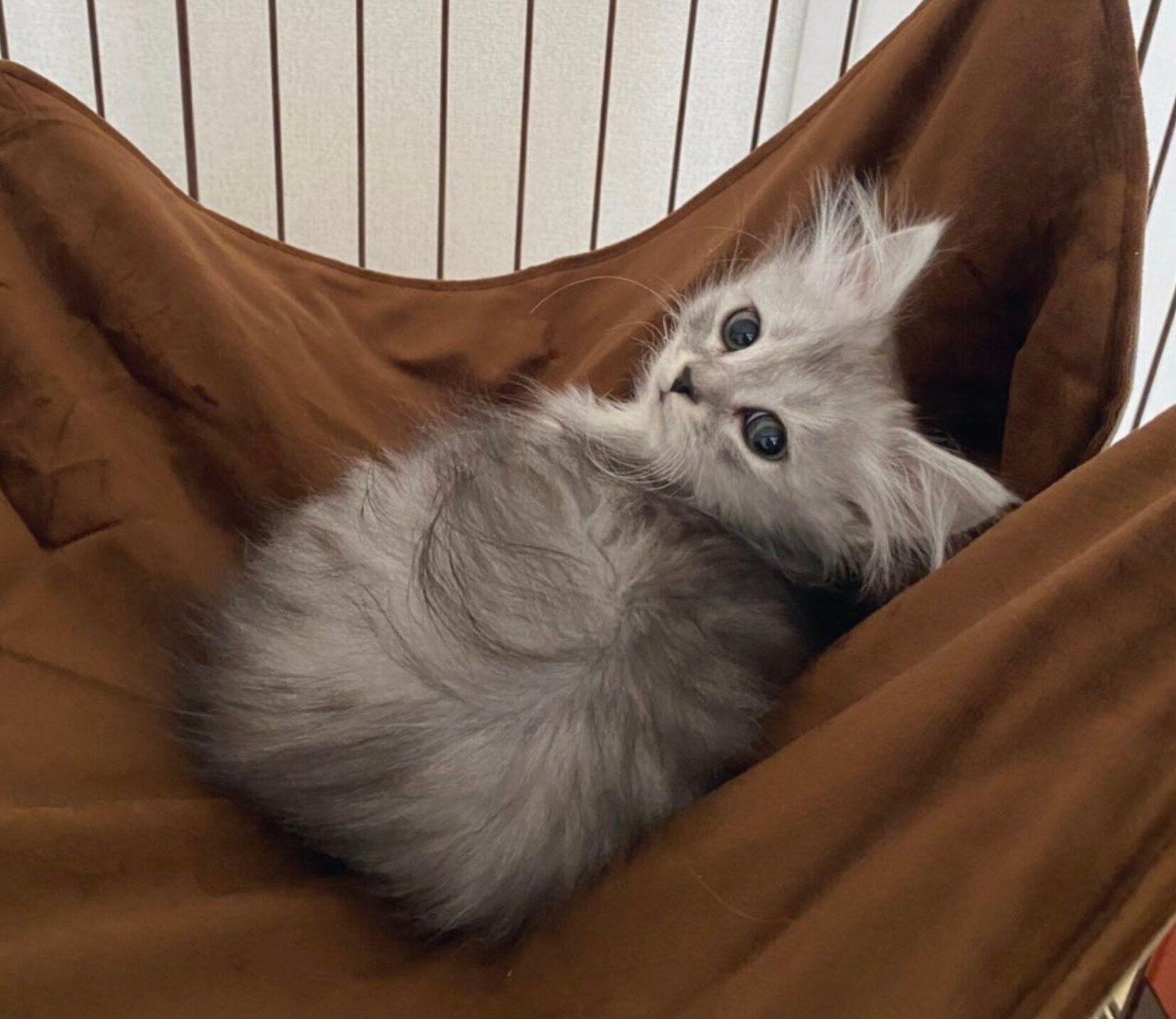 子猫のすぴちゃん