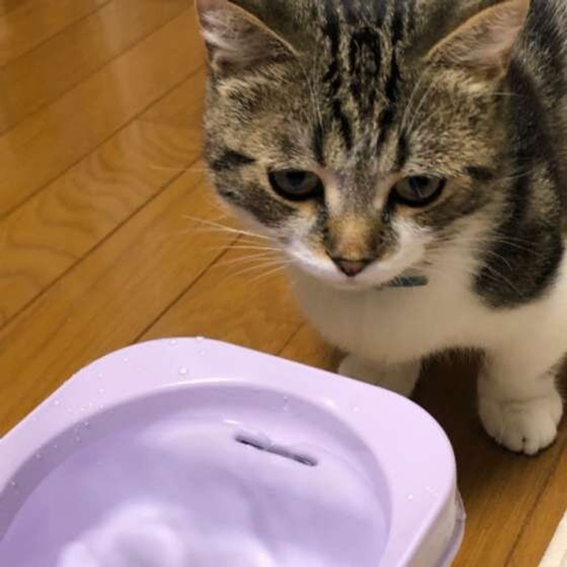 獣医師監修 猫の夏バテに要注意 食事 飲み水への対策と注意点も ねこのきもちweb Magazine 獣医師監修 猫の夏バテに要注意 食事 飲み水への対策と注意点も ねこのきもちweb Magazine
