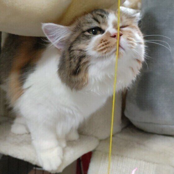 クンクンニオイを嗅ぐミケ猫