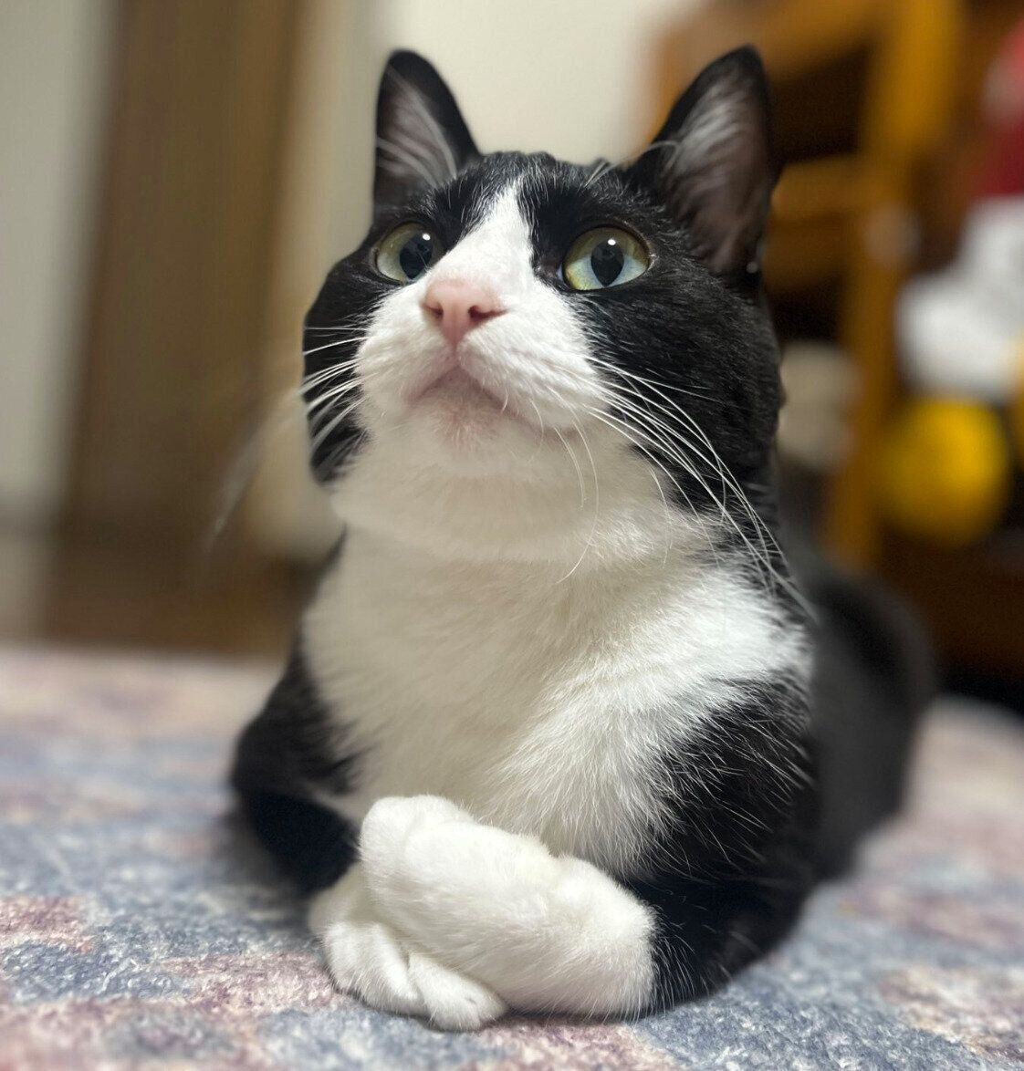 まったりするパトくん。