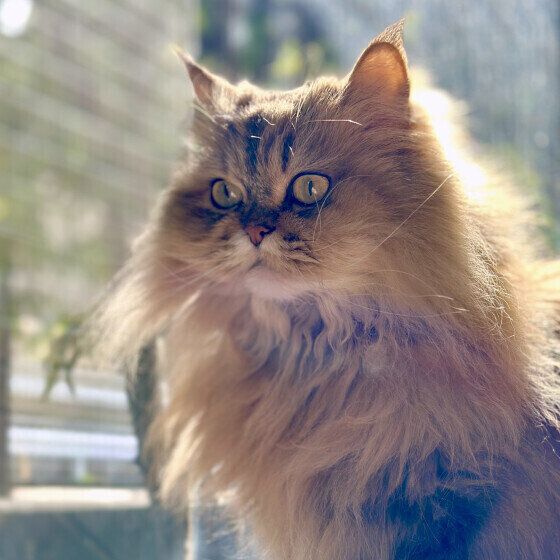 ペルシャのFa Faちゃん♪