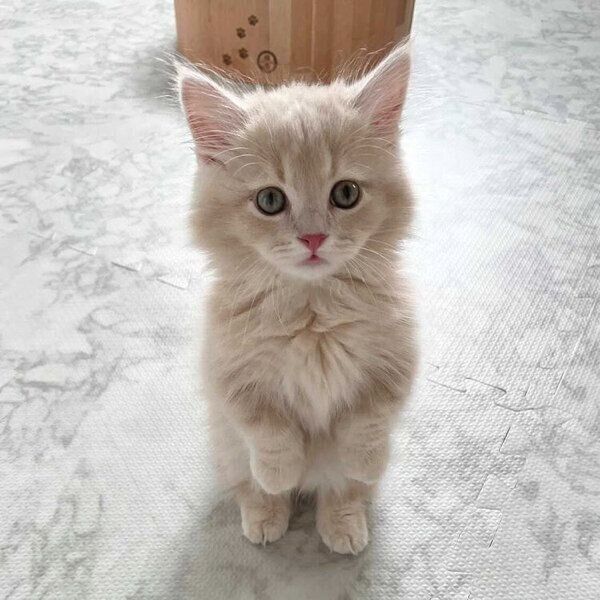 子猫時代のぽこくん