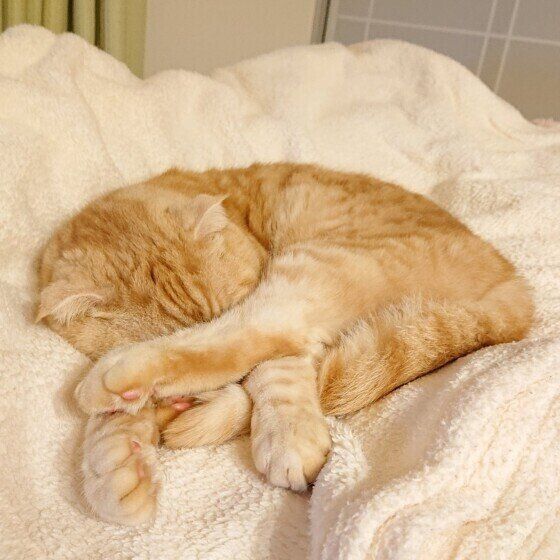 スコティッシュフォールドの桃太郎ちゃん