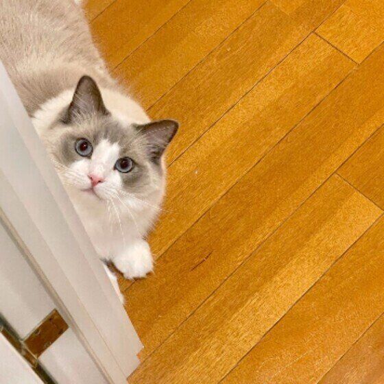 猫がジャンプに失敗したり、ジャンプしようとしてしないのはなぜ？｜獣