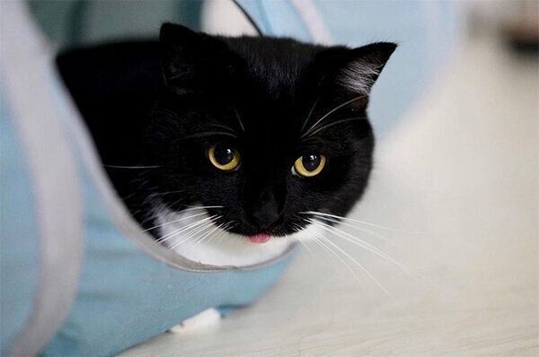 舌をしまい忘れるうにくん