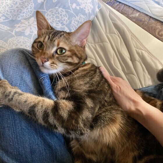 かわいく甘えるマンチカン