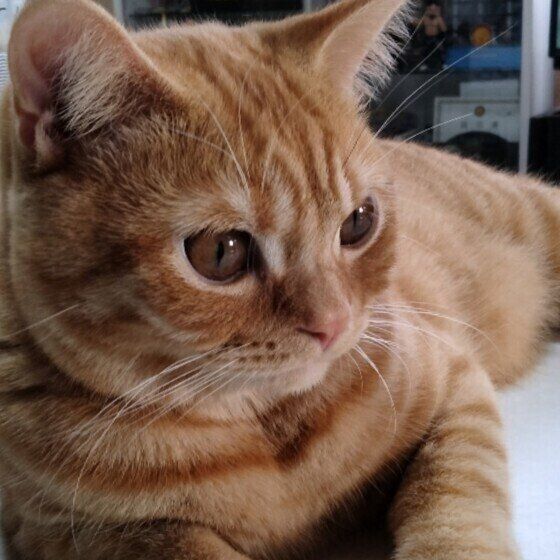 そっぽを向くブリティッシュショートヘア