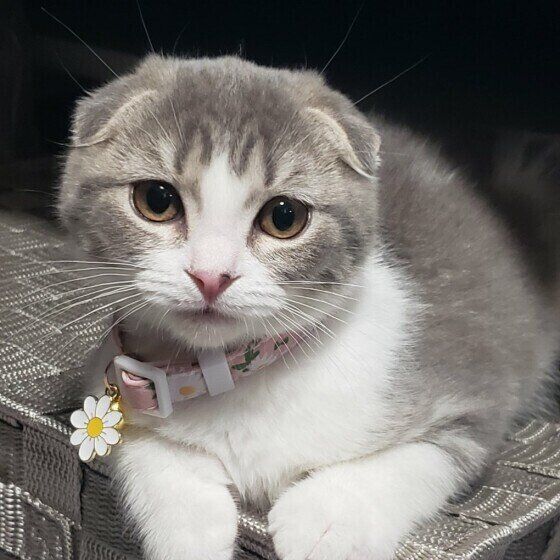 スコティッシュフォールドのハナちゃん♪