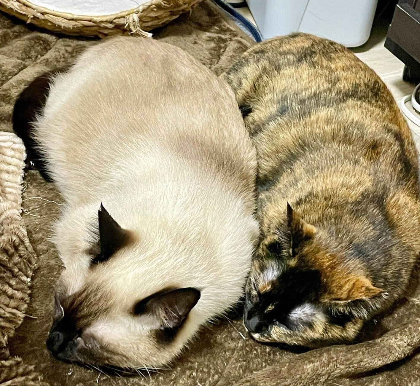 同じポーズで眠るナッツくん、サラミちゃん