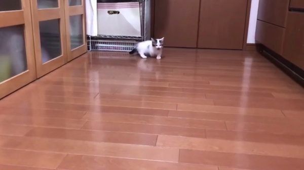 「ごはんくれ」と言ってそうな子猫