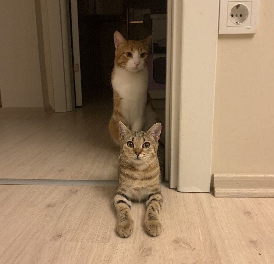 座るたぬきくんと伏せるきつねちゃん