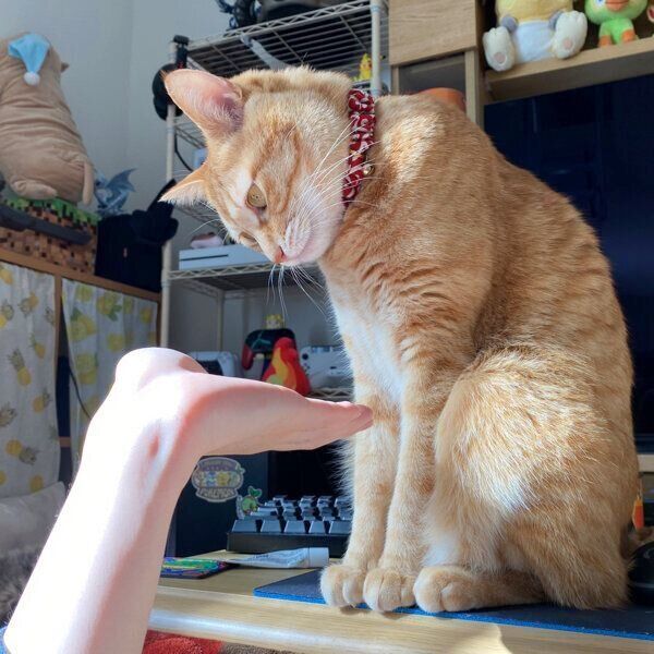 飼い主さんの手を見つめるボブくん