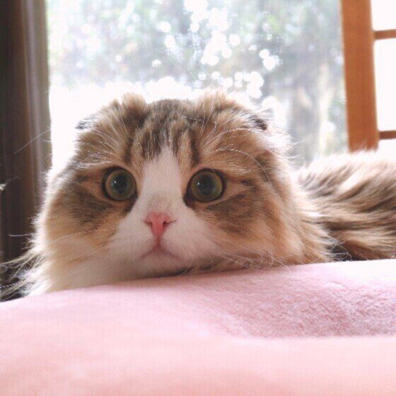 スコティッシュフォールド・ロングヘアのぽこちゃん