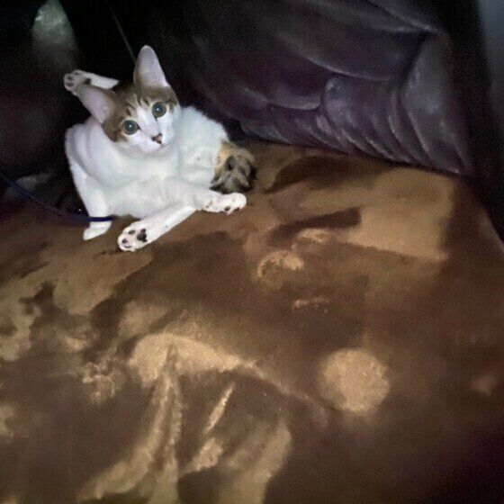 こたつの中でヨガのようなポーズをする茶白のごうくん