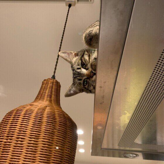 キジトラのハルくん