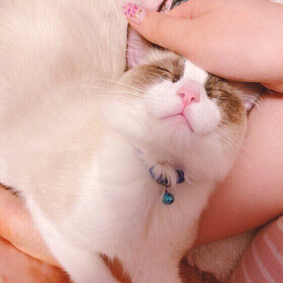 手にスリスリするむぎくん