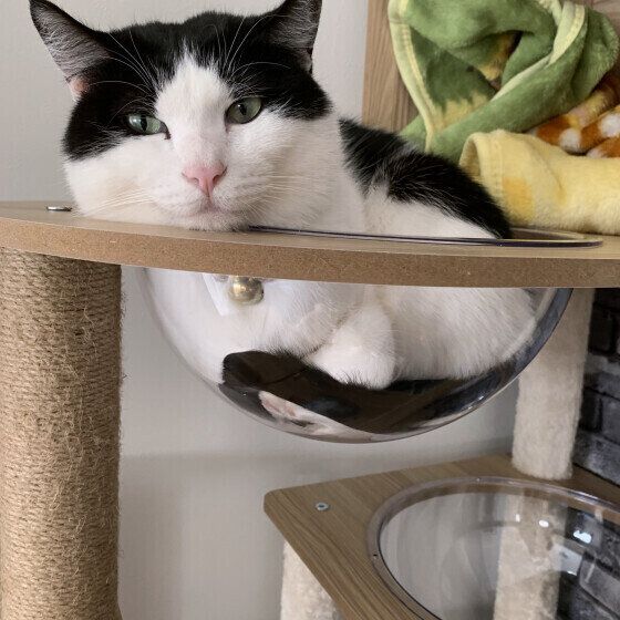 キャットタワーでくつろぐ黒白猫