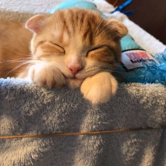 熟睡するスコティッシュフォールド