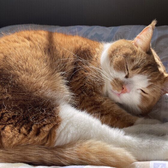 寝ているスコティッシュフォールド