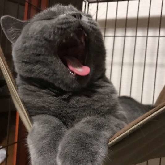 あくびをするブリティッシュショートヘア