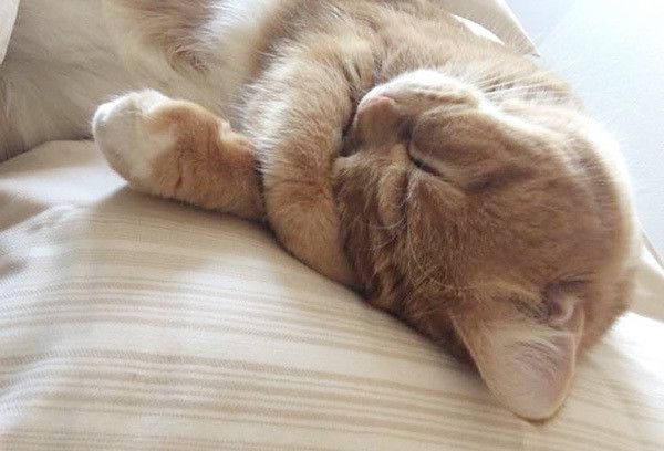 眠る猫