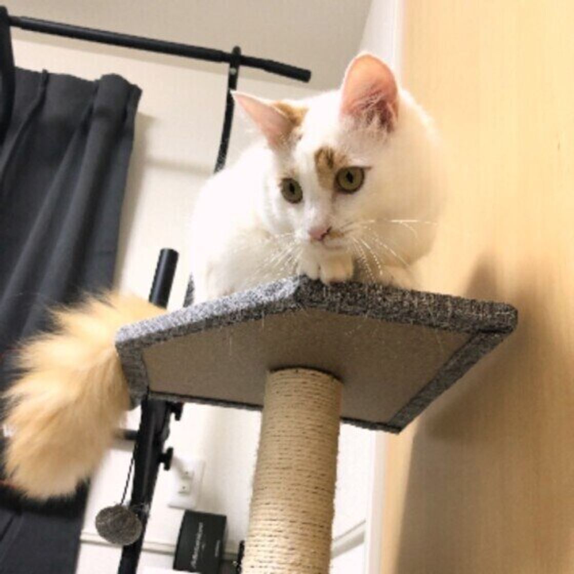 室内飼いの猫もケガには注意 骨折しやすい家の中の場所を獣医師が解説 ねこのきもちweb Magazine 室内飼いの猫もケガには注意 骨折しやすい家の中の場所を獣医師が解説 ねこのきもちweb Magazine