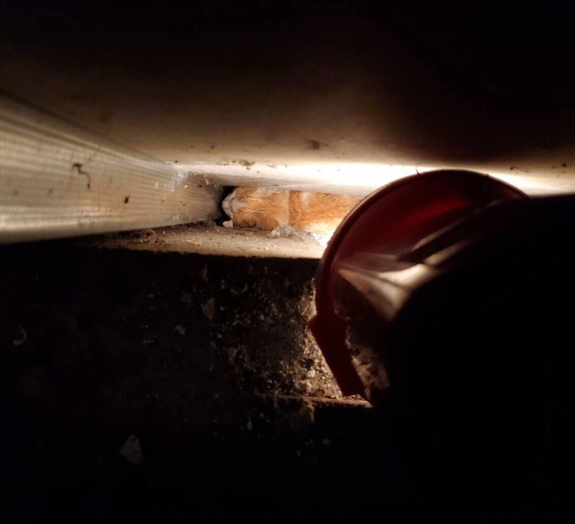 飼い主さんが勤めるスーパーマーケットの壁に挟まっていたサスケくん