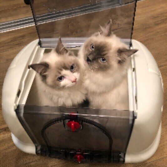 ラグドールのみいやちゃんたち♪