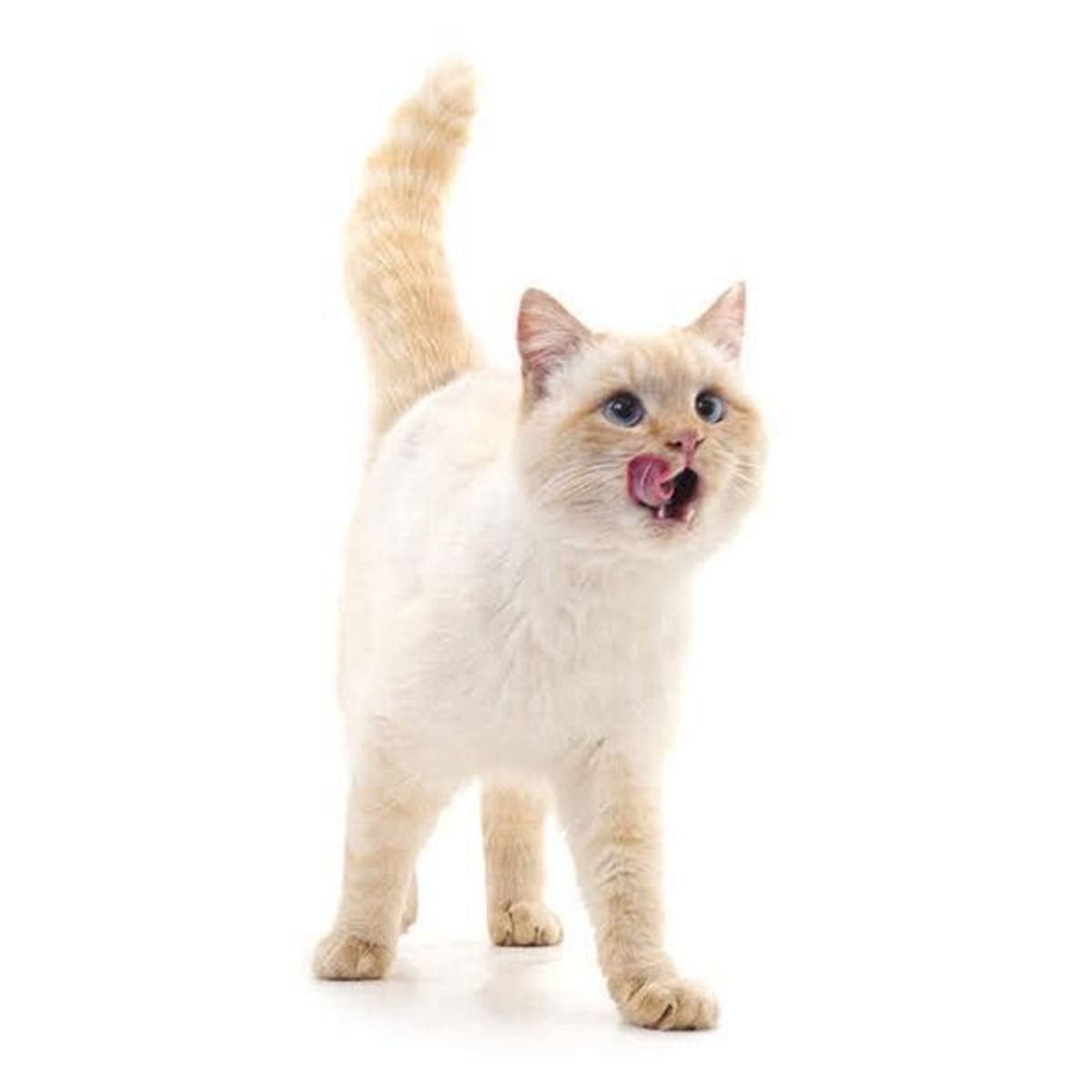 猫が舐めると危険な液体とは 具体例と症状について獣医師が解説 ねこのきもちweb Magazine 猫が舐めると危険な液体とは 具体例と症状について獣医師が解説 ねこのきもちweb Magazine