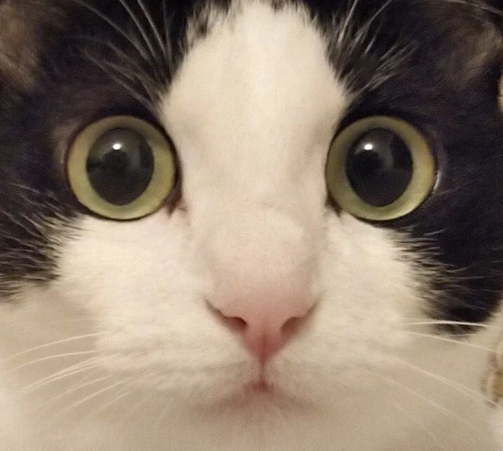 どアップのさくらちゃん2