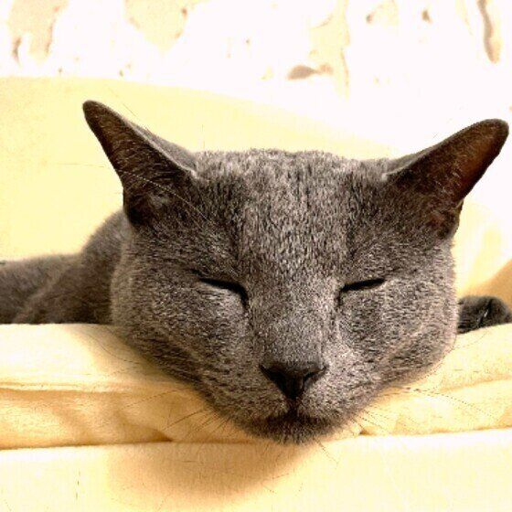 ロシアンブルーのさこんくん  