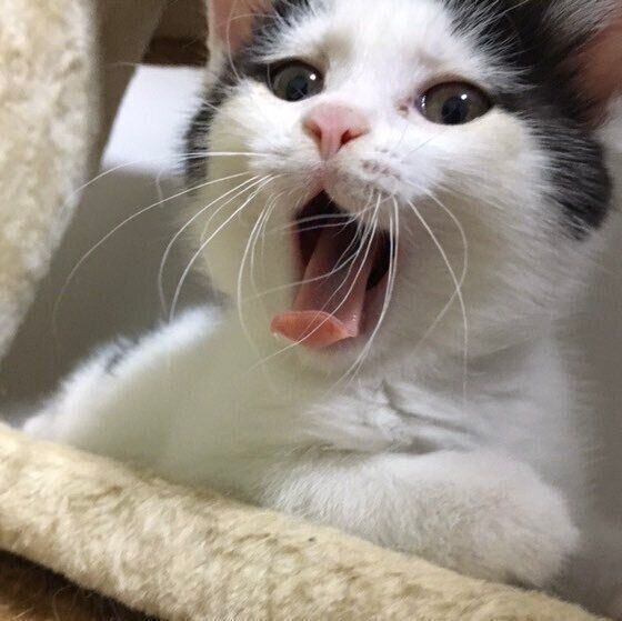 保護主さんの家にいたときのこまちちゃん