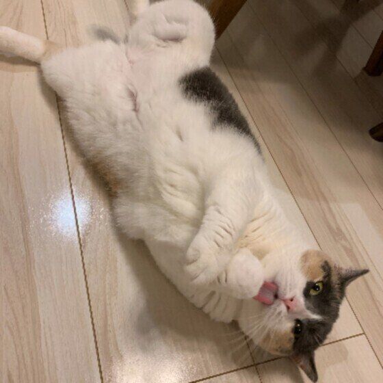 毛づくろいするマンチカンの女の子